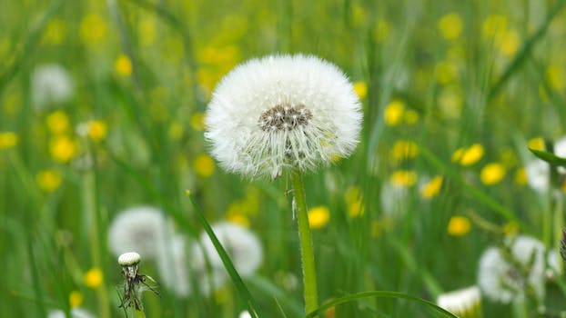 meadow-plant-background-grasses-159081